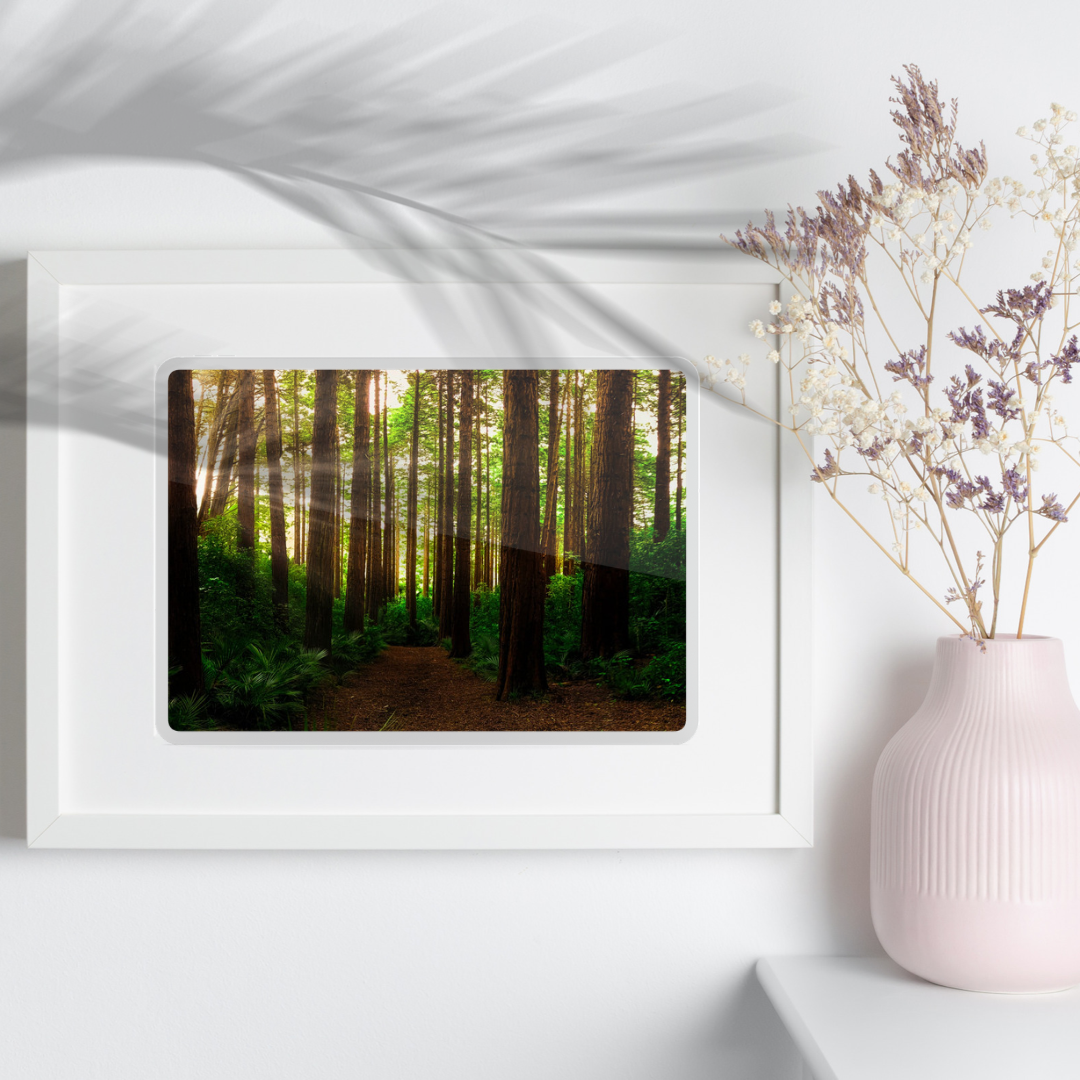 Summer in a Forest Print