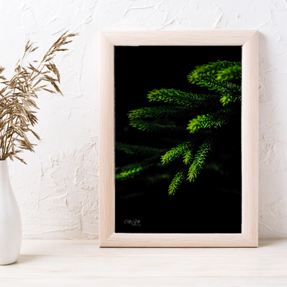 Pine Macro Print