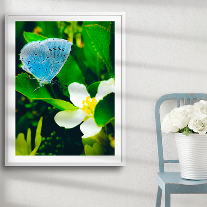 Blue Butterfly Print