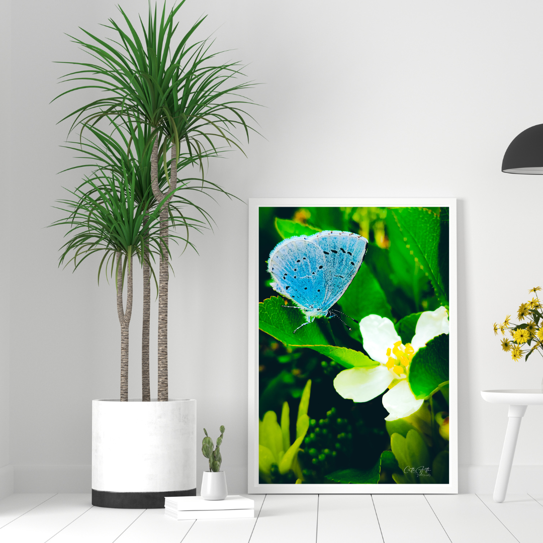 Blue Butterfly Print