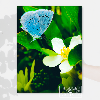 Blue Butterfly Print