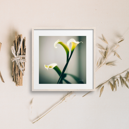 Mix and Match Calla Lily Prints