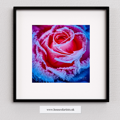 Mix & Match Frozen Roses Prints