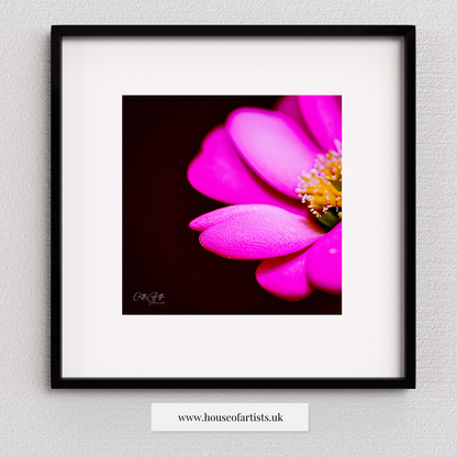 Mix & Match Macro Flowers Prints